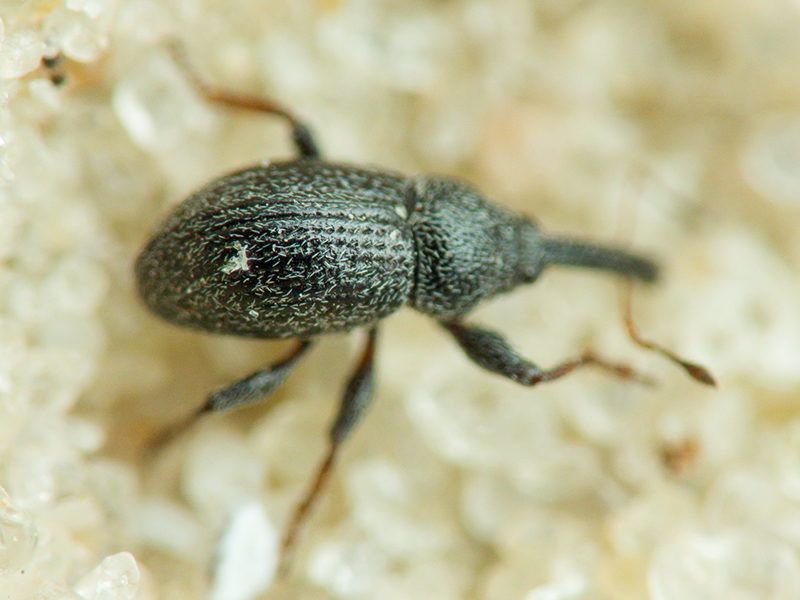 Anthonomus (Anthonomidius) rubripes Gyilenhal., 1835